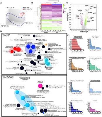 Increased HIF-2α activity in the nucleus pulposus causes intervertebral disc degeneration in the aging mouse spine